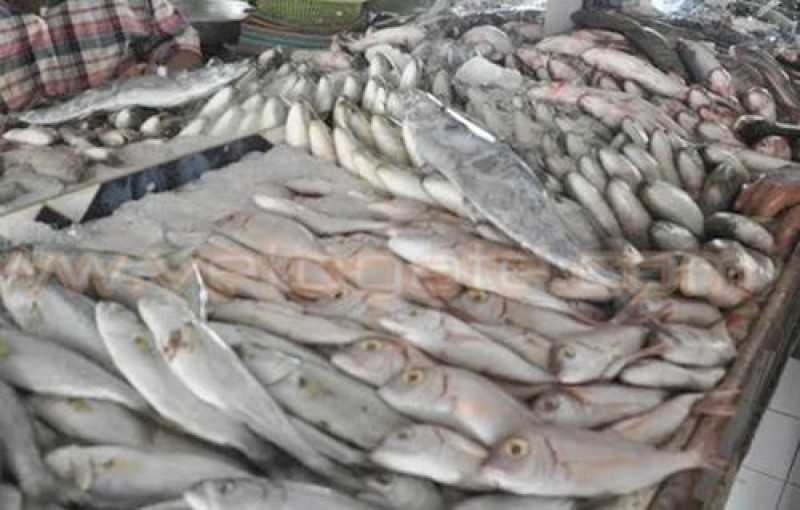 أسعار الأسماك في سوق العبور اليوم.. البلطي الأسواني 20 ل 40 جنيهًا