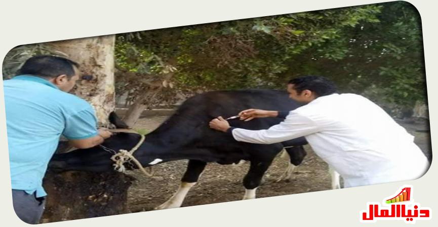 تطعيم ضد الحمى القلاعية 