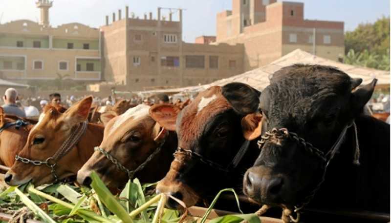 شائعة:  استيراد شحنات لحوم مصابة بجنون الأبقار وطرحها بالأسواق