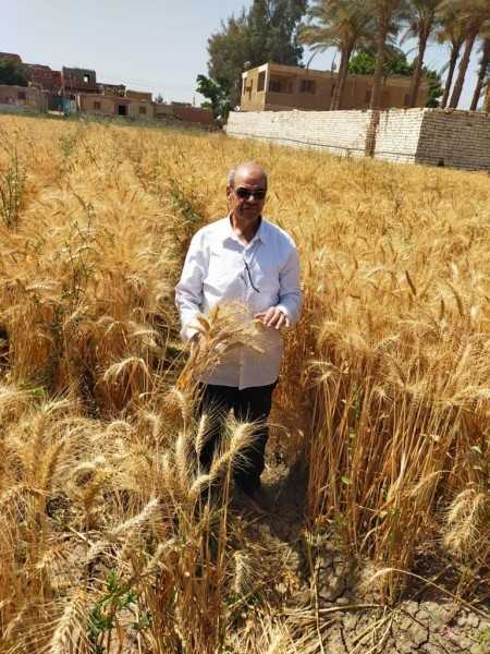 متابعة حصاد وتوريد القمح بدءًا من رابع أيام عيد الفطر المبارك