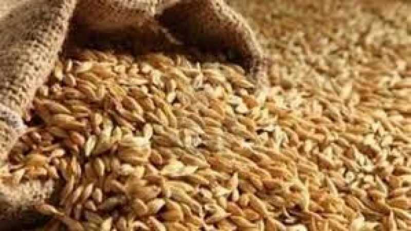 وزير التموين توريد القمح اختياري للمزارع ولا إجبار لأحد