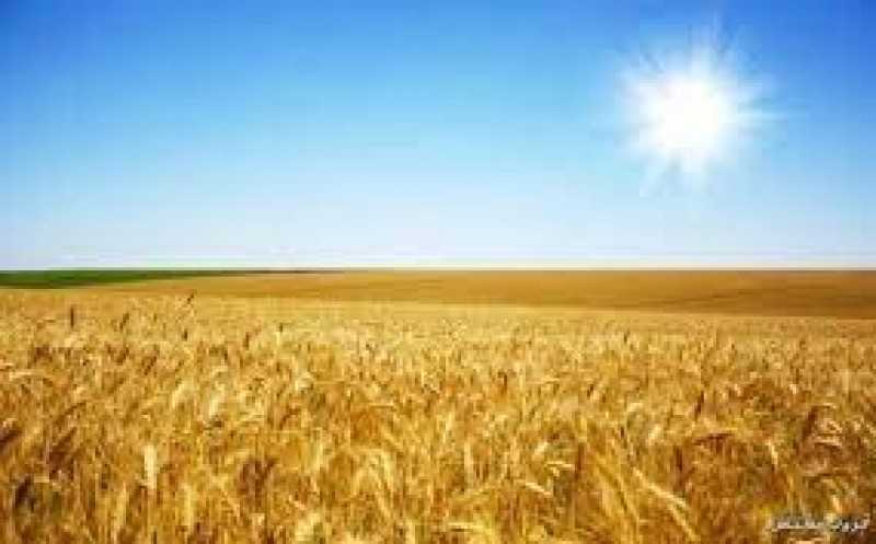 المصلحي : نسب توريد القمح  ‏منذ بداية التوريد الفعلي بعد إجازة العيد وصلت إلى 1.2 مليون طن