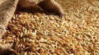 زيادة سعر إردب القمح  إلى 1500 جنيه دعما للمزارعين