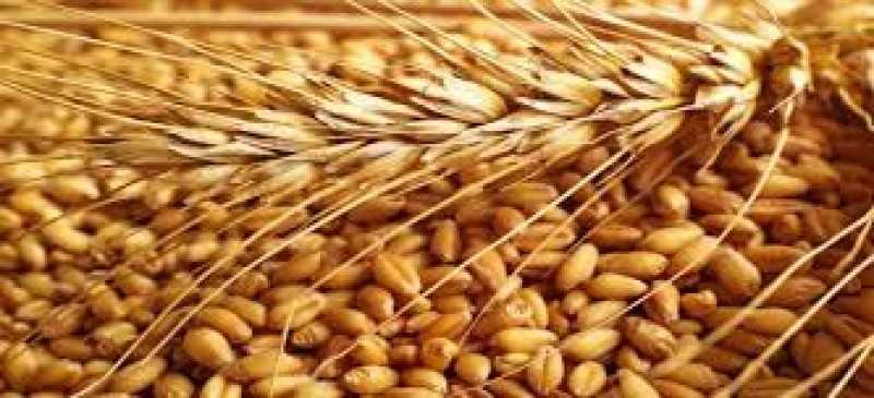 بدء زراعة القمح ووزير الزراعة يوجه بتقديم كافة أوجه الدعم للمزارعين