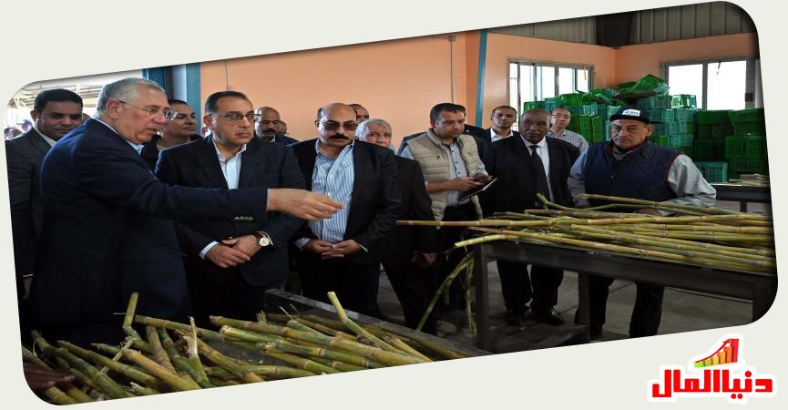 مصنع القصب 