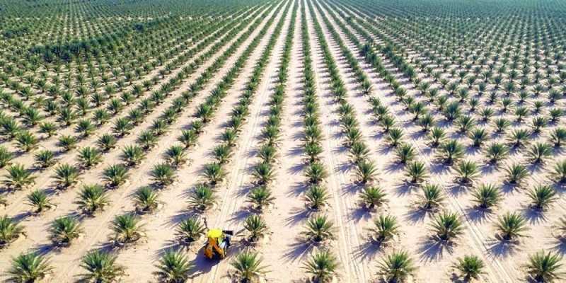 مزارع النخيل العضوية في سلطنة عُمان ... مشروع مستدام يعزز تنافسية المنتج