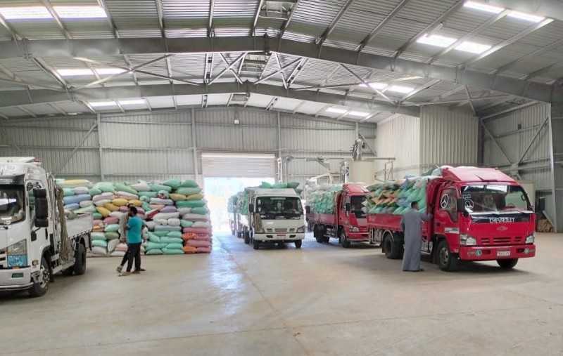 «البنك الزراعي المصري» يبدأ استلام محصول القمح من المزارعين والموردين في 190 موقع على مستوى الجمهورية