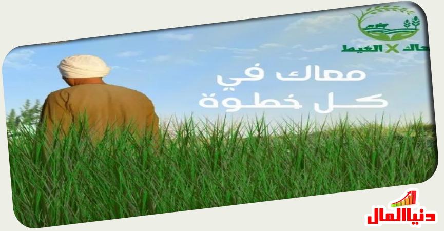 معاد في الغيد - دنيا المال