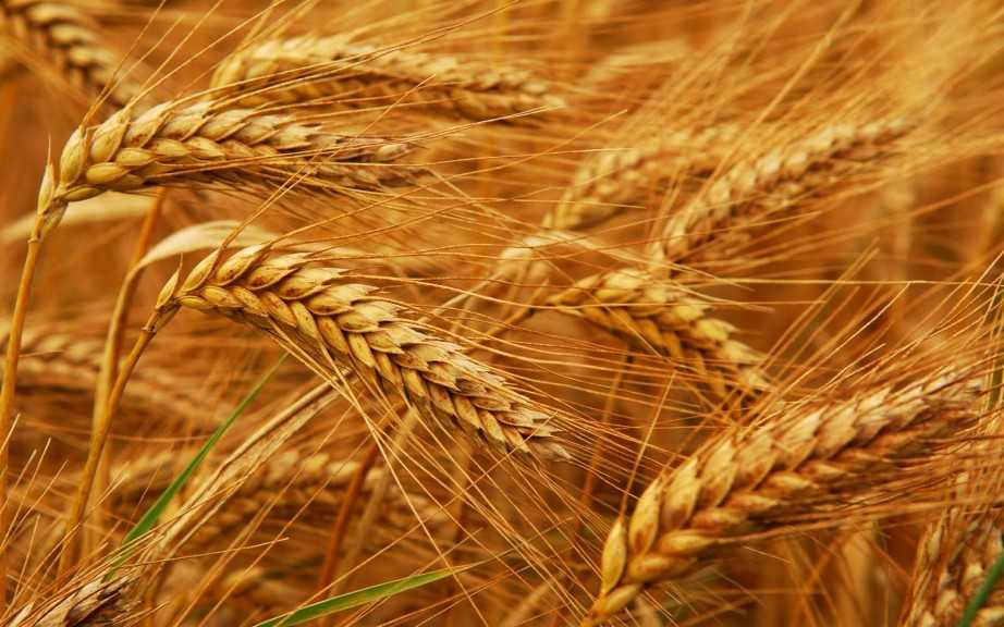 وزير التموين يعلن بدء موسم حصاد القمح المحلي رسميًا غدًا الثلاثاء 15 أبريل وحتى 15 أغسطس المقبل