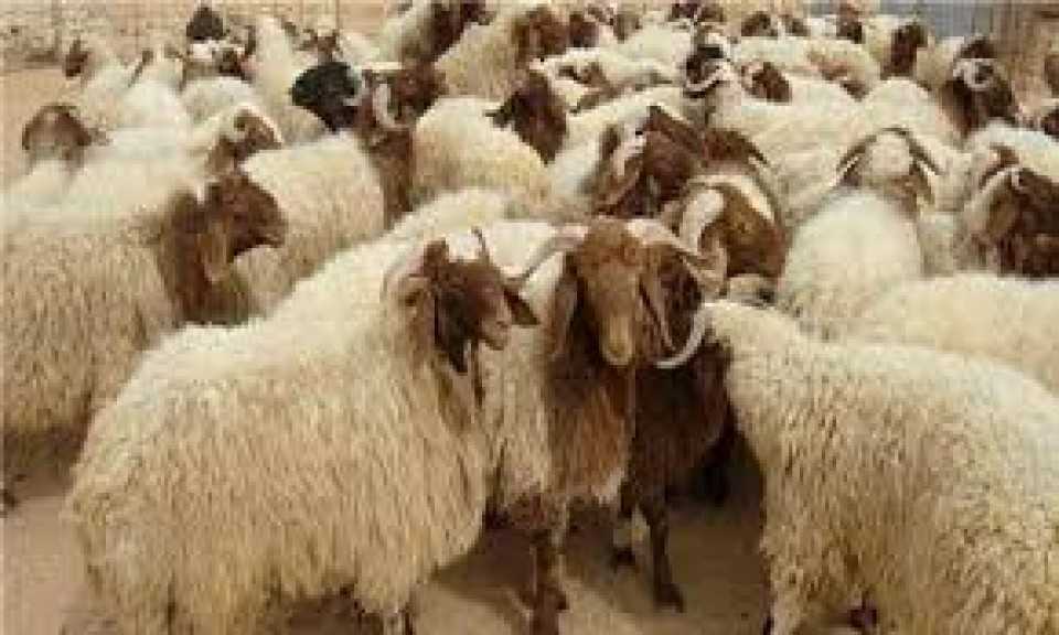 ”الزراعة”: ذبح أكثر من 20 ألف أضحية بالمجازر الحكومية خلال أول يومين لعيد الأضحى المبارك