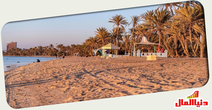 العريش 
