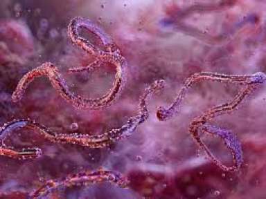 فيروس «ماربورغ » القاتل يتفشى في جنوبي إثيوبيا... فيروس «ماربورغ » القاتل يتفشى في جنوبي إثيوبيا .. الأعراض حمى وقيء دموى