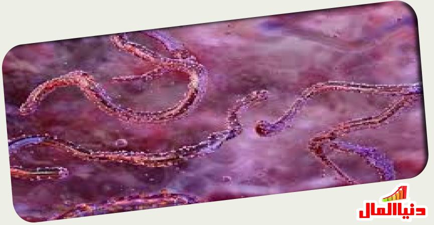 فيرو س ماربوغ 