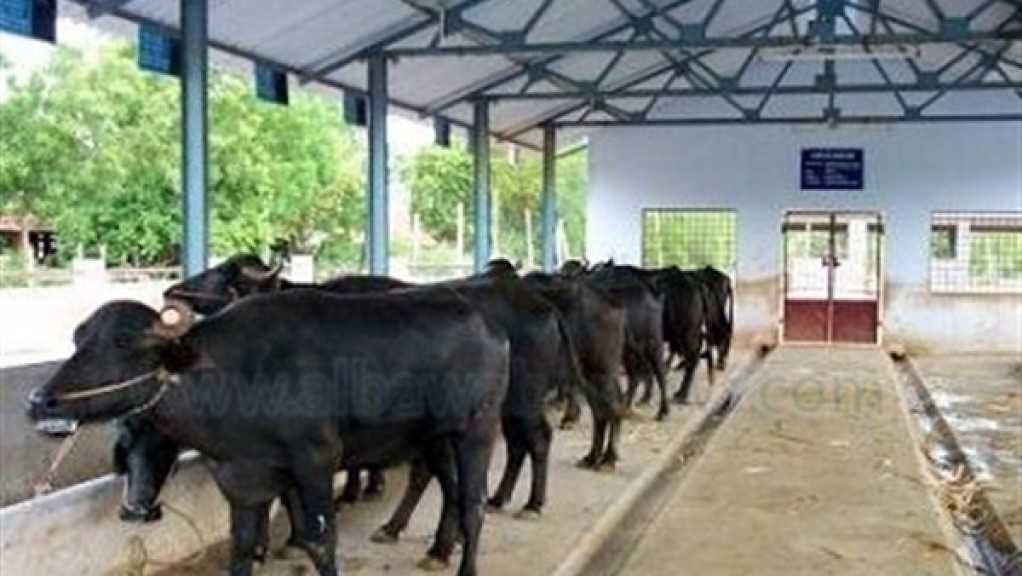 اليوم.. الزراعة” تطلق حملة استثنائية لتحصين الثروة الحيوانية ضد الحمى القلاعية والوادي المتصدع