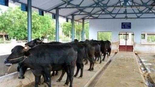 اليوم.. الزراعة” تطلق حملة استثنائية لتحصين الثروة الحيوانية ضد الحمى القلاعية والوادي المتصدع