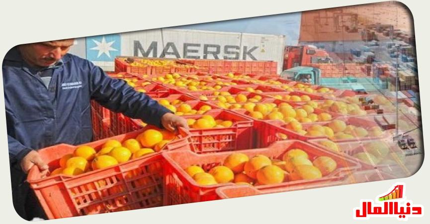 برتقال مصري 