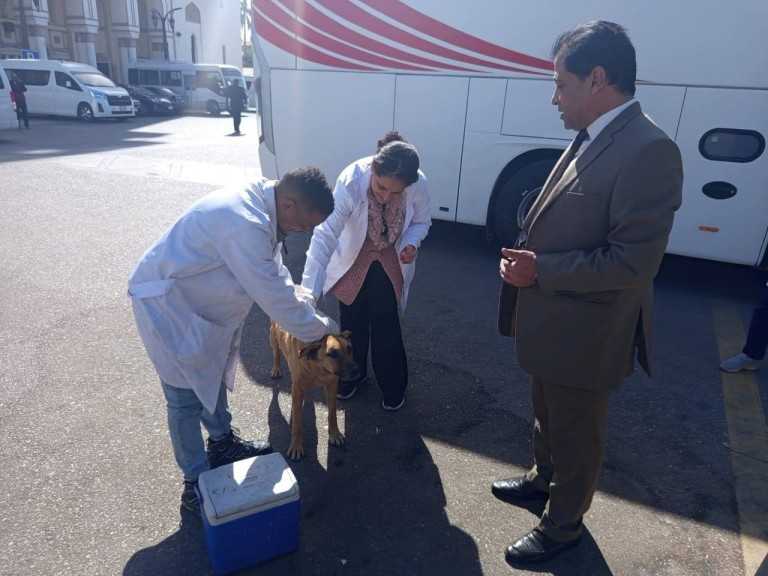 الزراعة” تواصل جهود ”التحصين والتعقيم”: لأكثر من 2700 كلب حر منذ بداية يناير