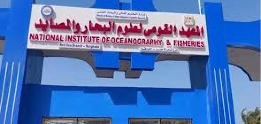 لأول مرة في مصر نجاح تفريخ أسماك البوري صناعيا بمحطة المكس بفضل علماء المعهد القومي لعلوم البحار والمصايد