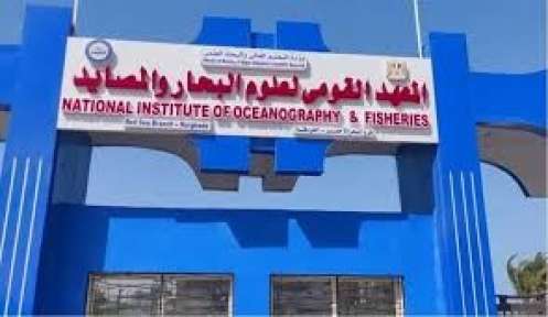 لأول مرة في مصر نجاح تفريخ أسماك البوري... لأول مرة في مصر نجاح تفريخ أسماك البوري صناعيا بمحطة المكس بفضل علماء المعهد القومي لعلوم البحار والمصايد