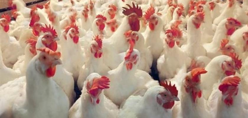 شعبة الدواجن تكشف حقيقة تصدير 110 آلاف طن فراخ مجمدة لقطر