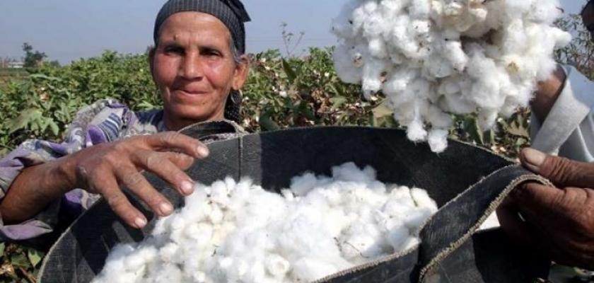 مهرجان القطن المصري يفتح أبوابه لمشاركة كافة المشروعات المتخصصة في منتجات الأقطان