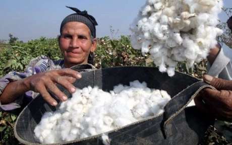 مهرجان القطن المصري يفتح أبوابه لمشاركة كافة المشروعات المتخصصة في منتجات الأقطان