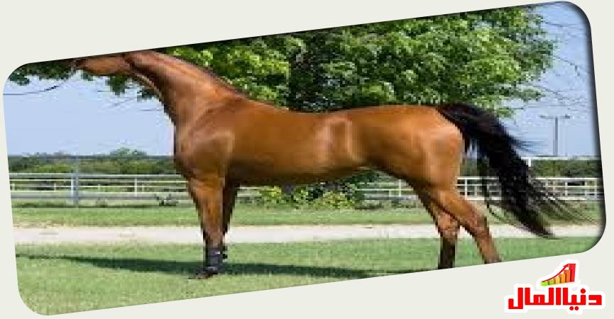 خيل مصري أصيل 