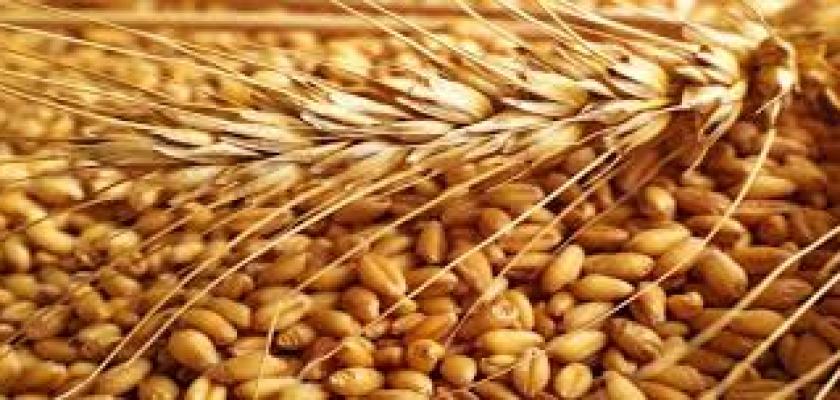 زيادة بنسبة 92% بالكميات الموردة من القمح تبلغ « 4.6 مليون طن  مقارنة بـ 4 ملايين طن في العام الماضي