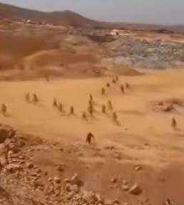 تنفيذ المرحلة الثالثة من الحملة المكبرة لمجابهة أعمال التنقيب غير المشروع عن خام الذهب بالصحراء الشرقية ...